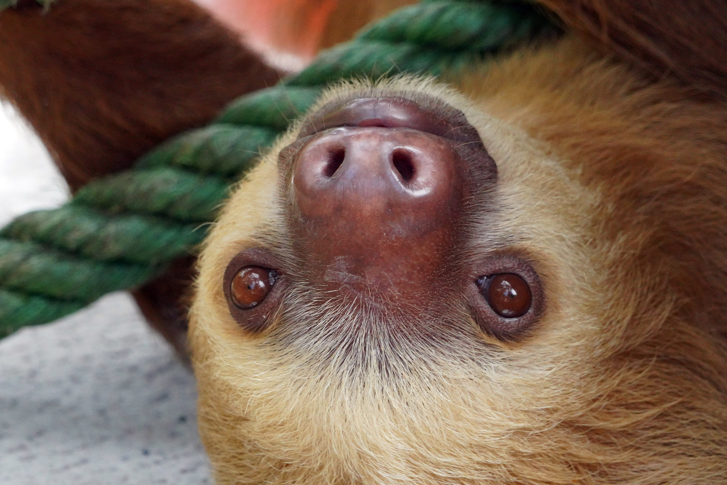 Costa Rica - Février 2025